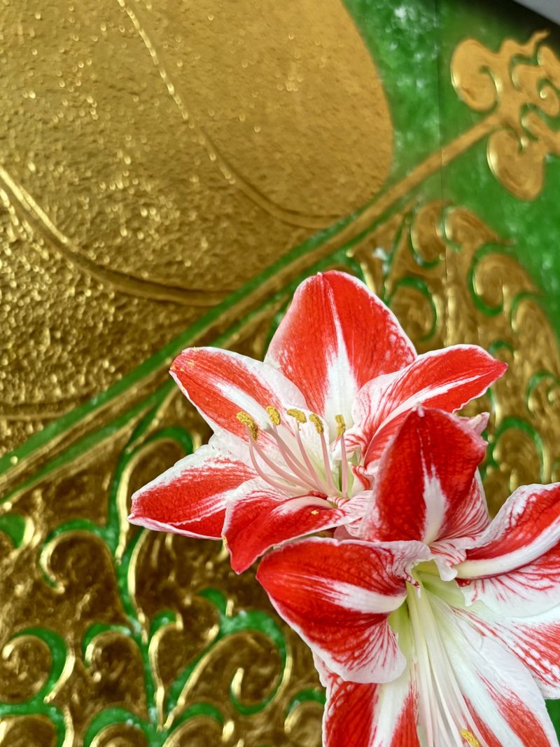 Amaryllis-Blüte bei Charu Thai Spa